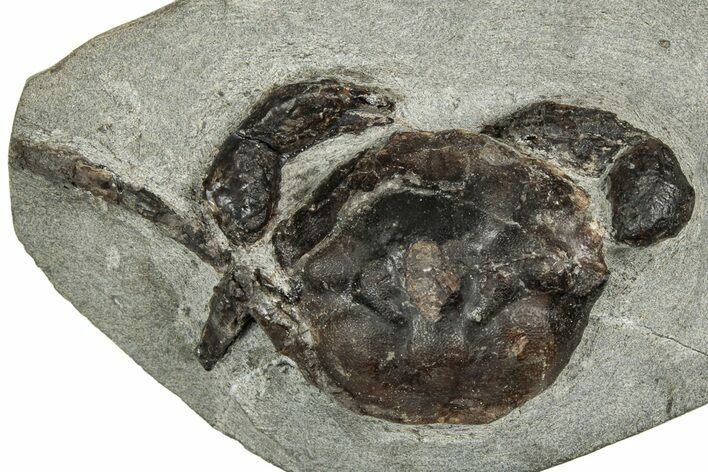 Eocene Fossil Crab (Pulalius) - Washington State #349485